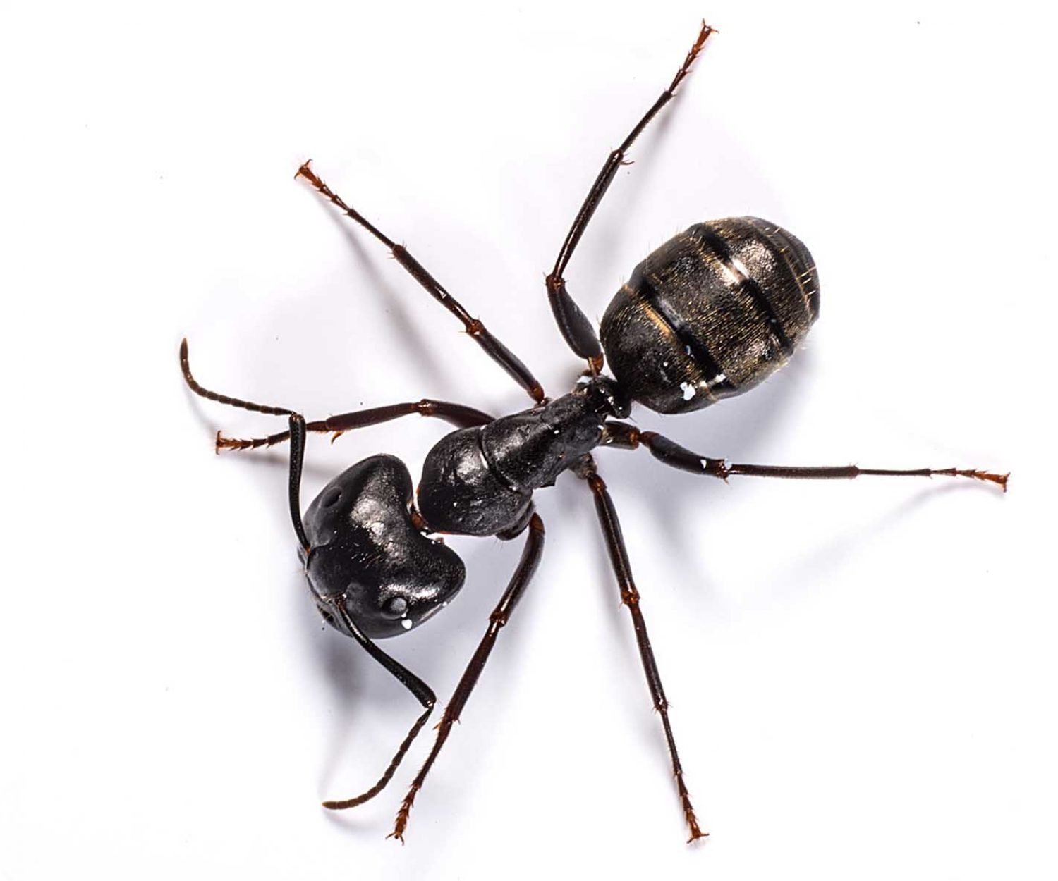 мравка-дървоточник