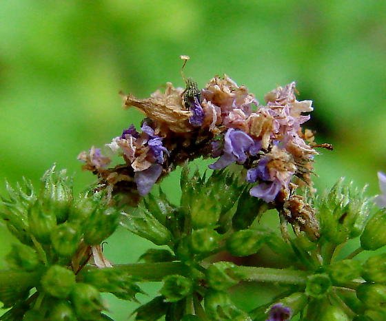 Synchlora aerata - гъсеницата, облечена с цветя