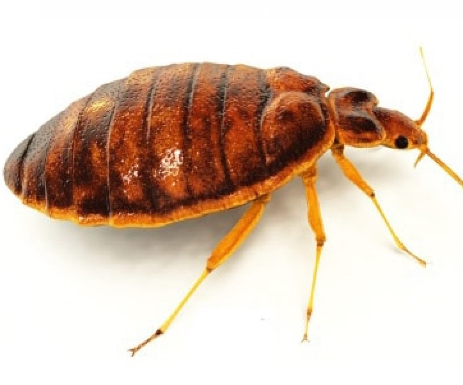 кой е инсектът от снимката