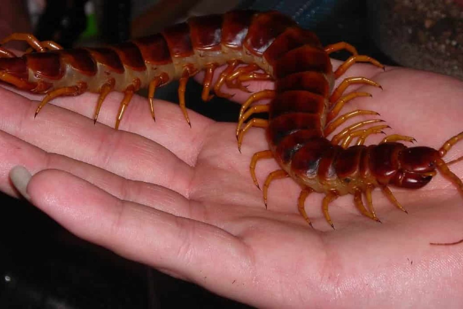 гигантска сколопендра