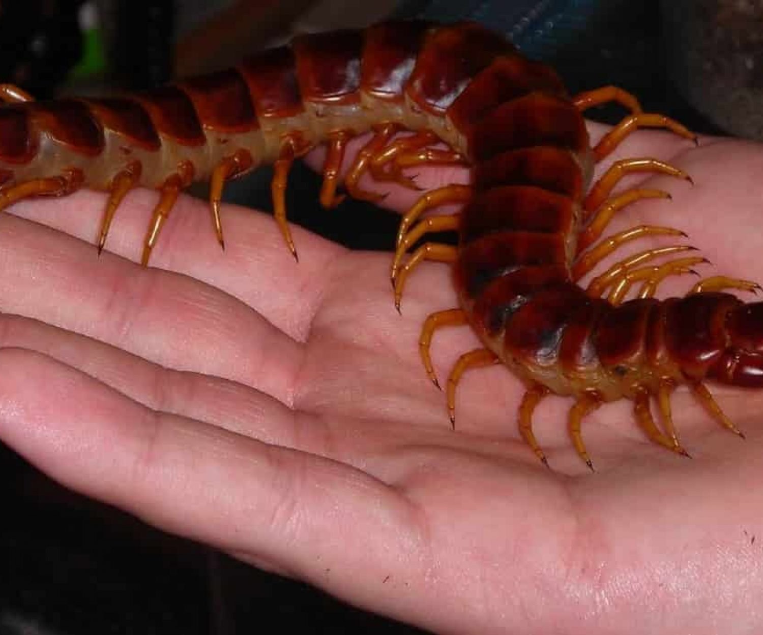 гигантска сколопендра