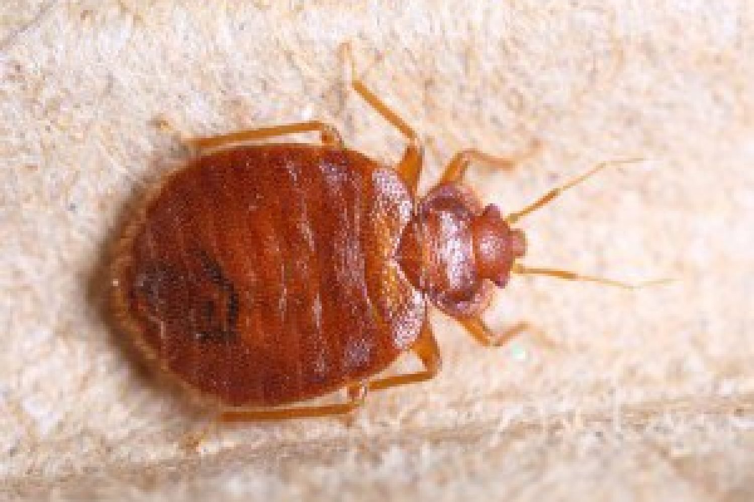 дървеница-игра