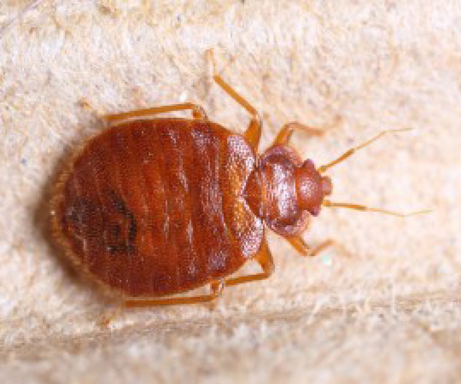 дървеница-игра