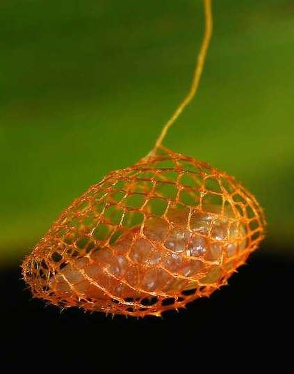 jewel caterpillar