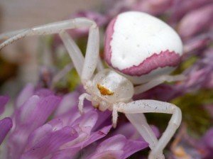 misumena vatia - паяка, променящ своя цвят