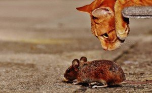 може ли котката да ви отърве от гризачите