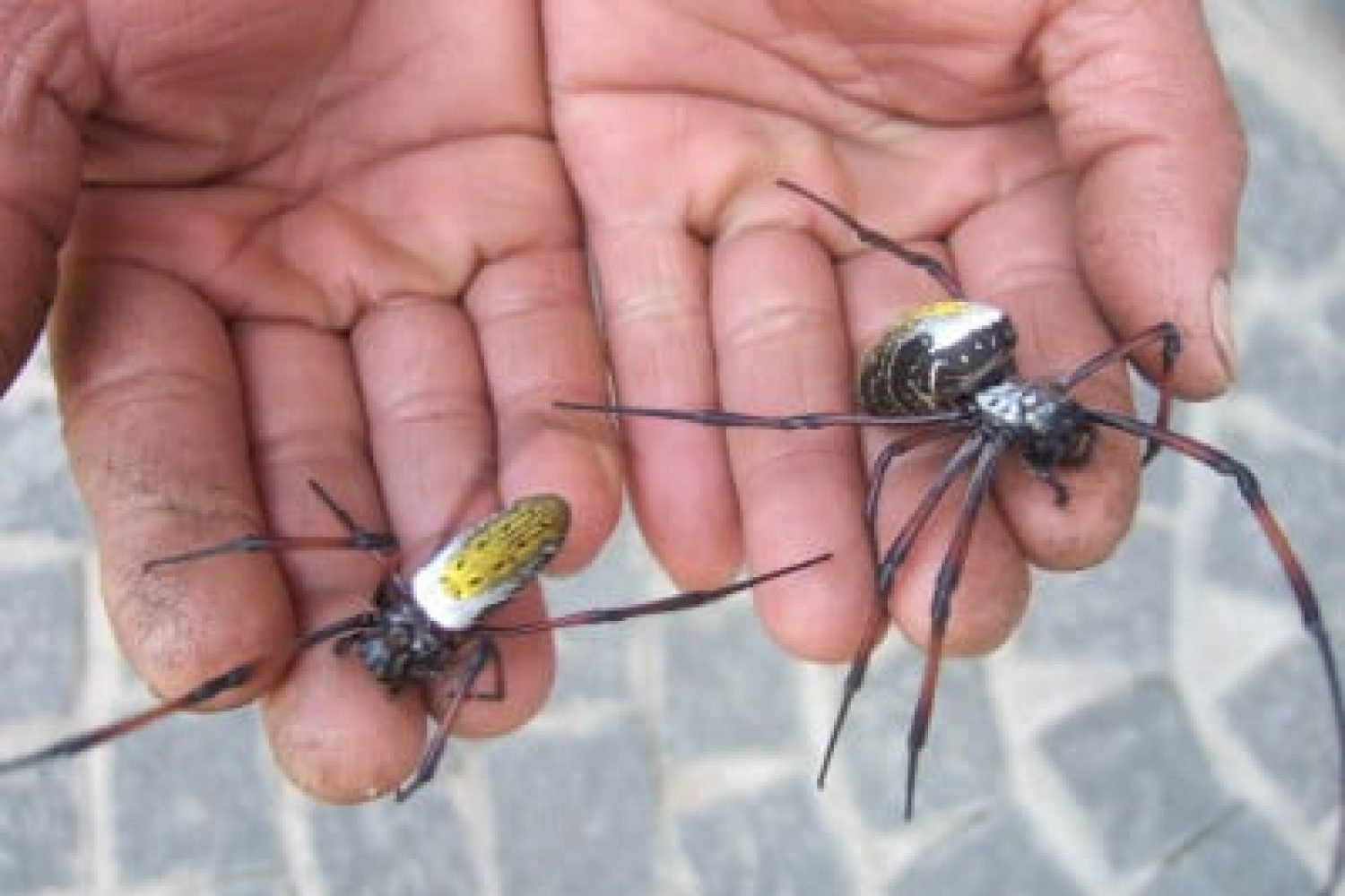 диви паяци правят златист плат