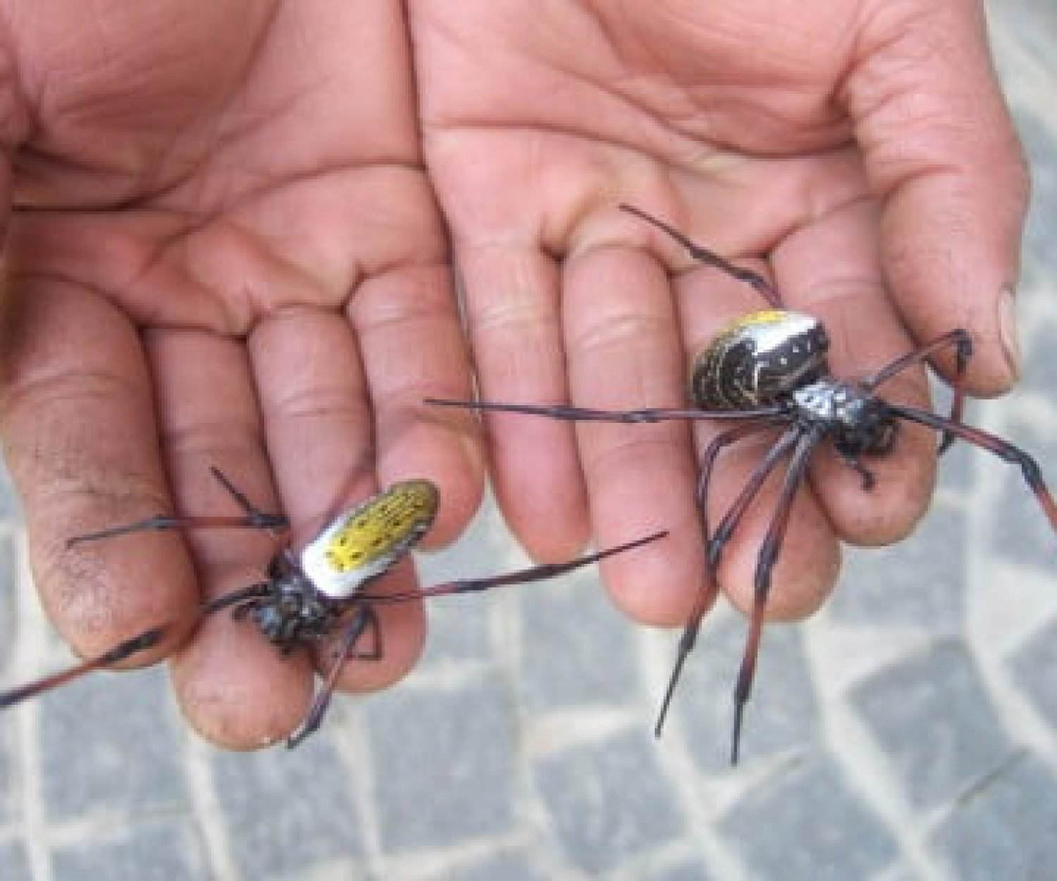 диви паяци правят златист плат