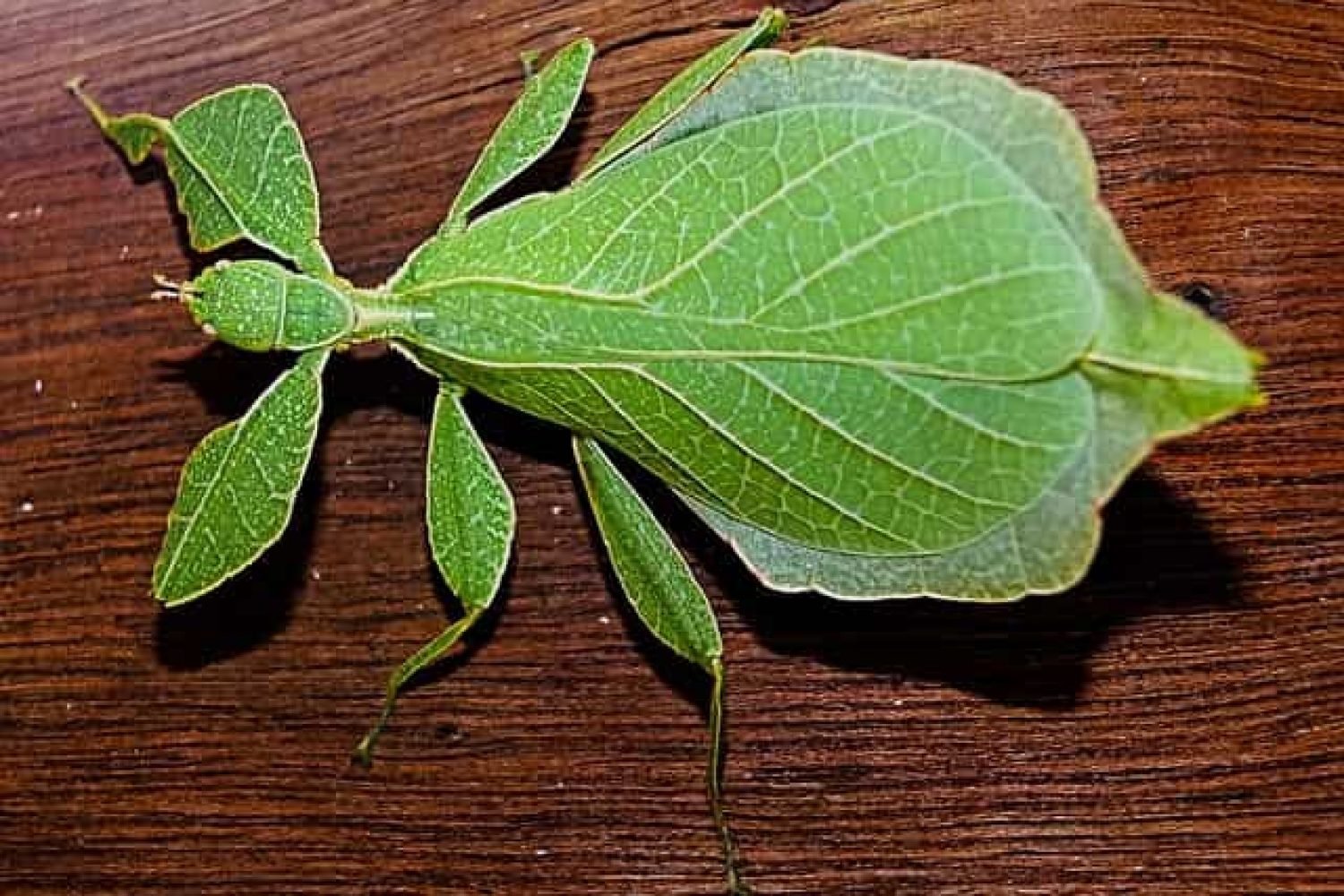 камуфлажните хитрини на листарките