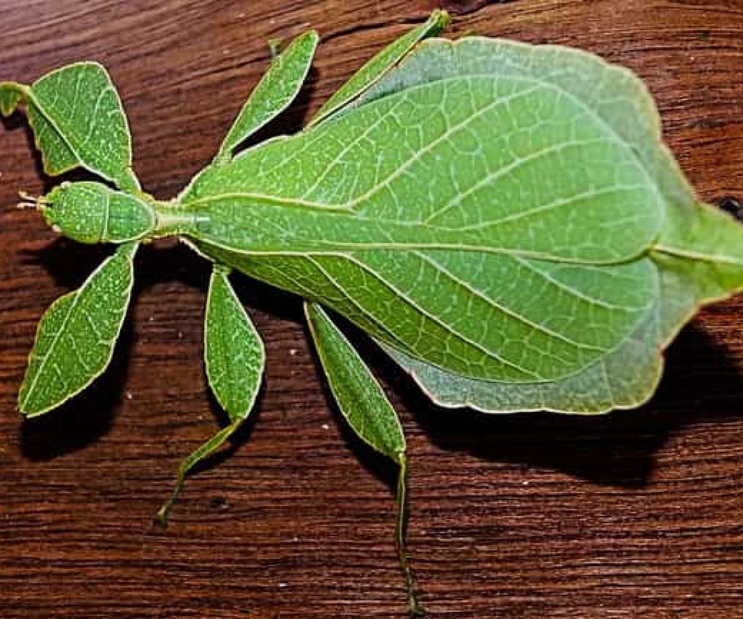 камуфлажните хитрини на листарките