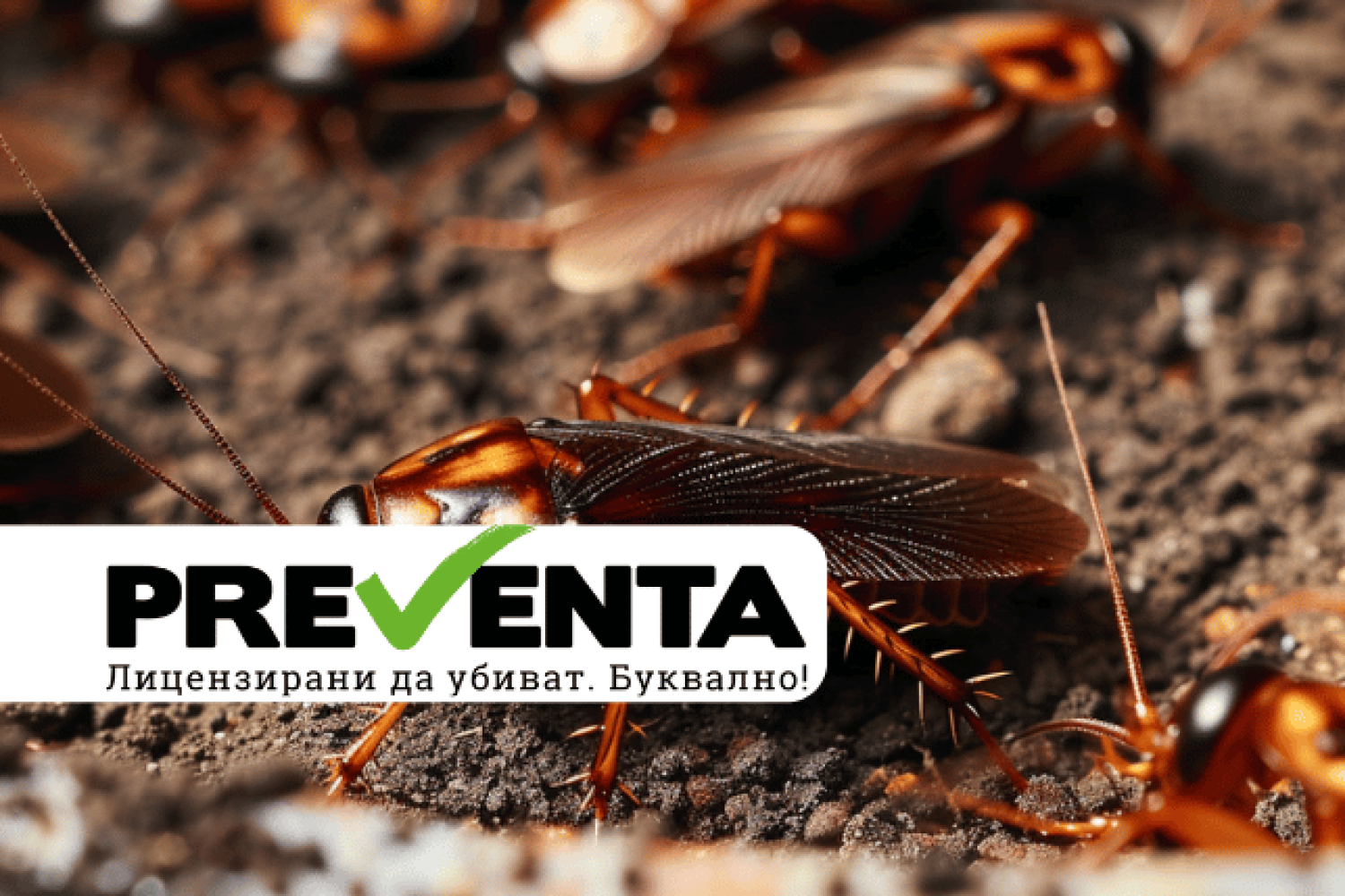 Борна киселина срещу хлебарки: рецепти и трикове