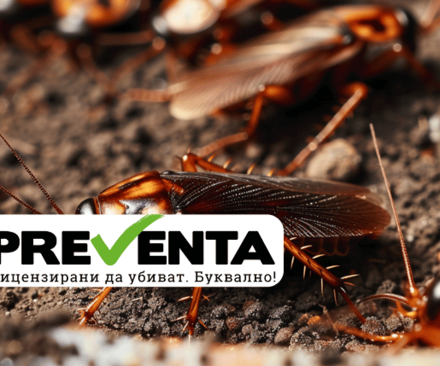 Борна киселина срещу хлебарки: рецепти и трикове