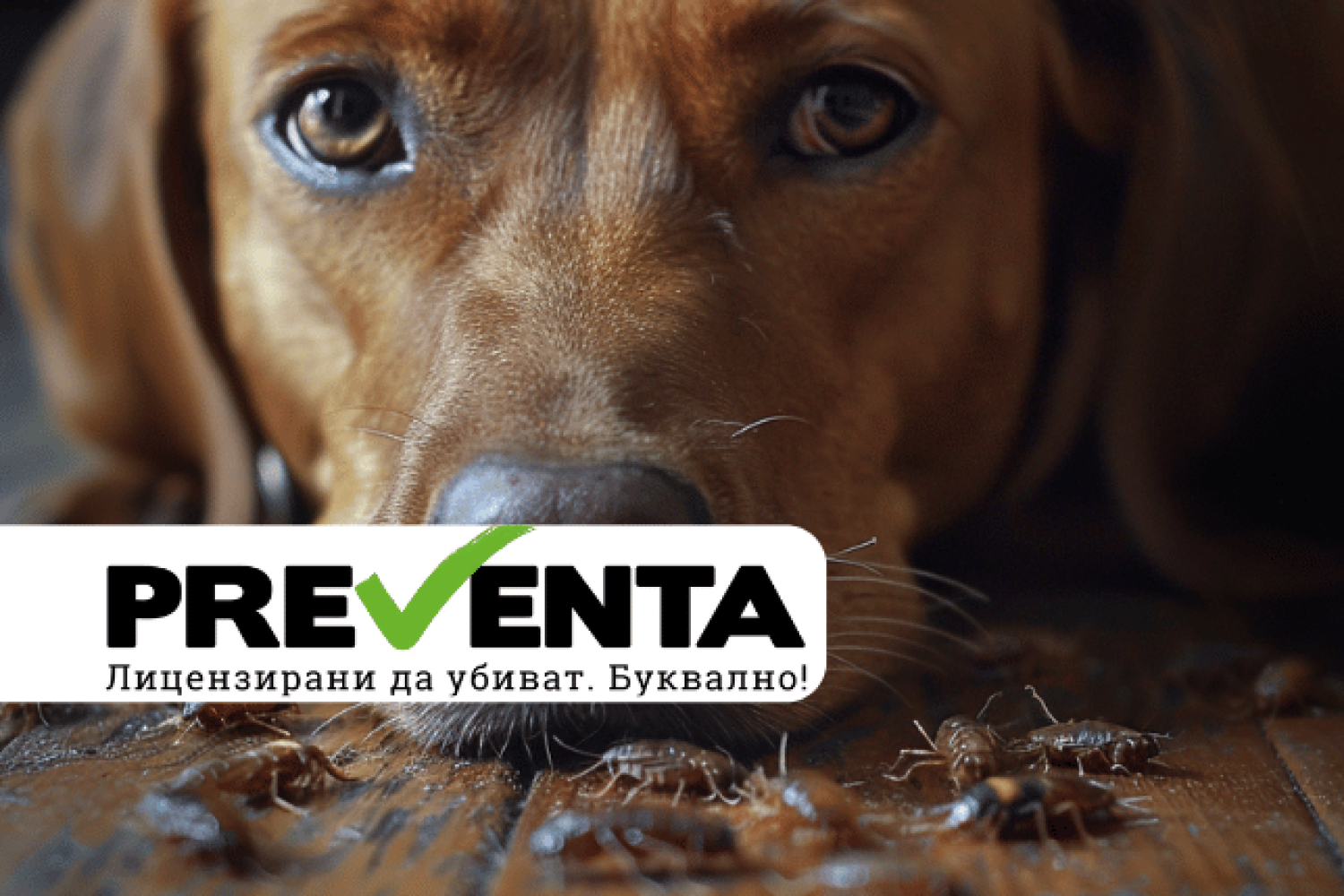 Как да отървем кучето си от бълхи: 10 изпитани домашни рецепти