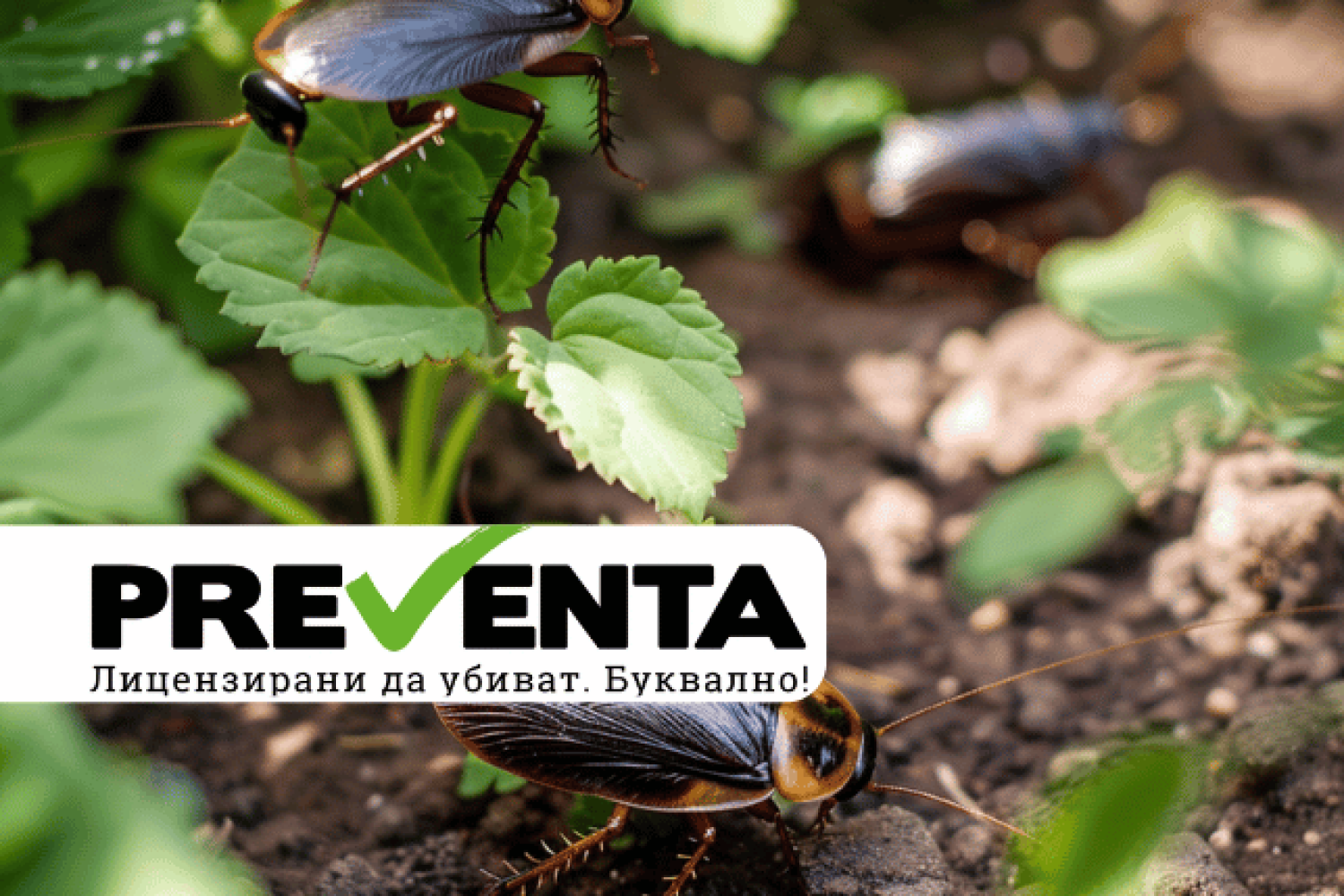 Как да се справим с нашествията на хлебарки в двора?