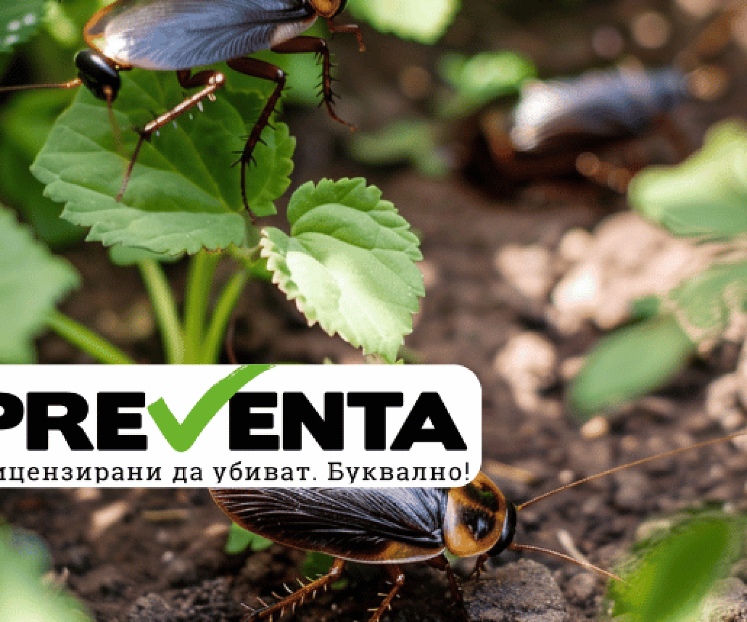 Как да се справим с нашествията на хлебарки в двора?