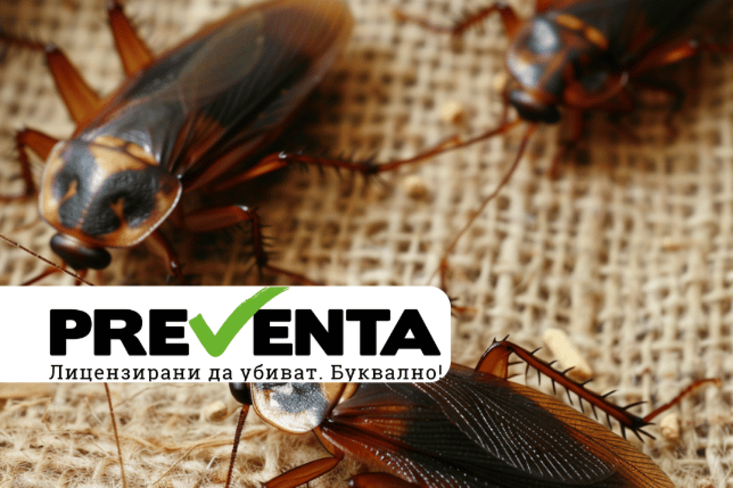 Какво трябва да знаете при избор на препарат против хлебарки?