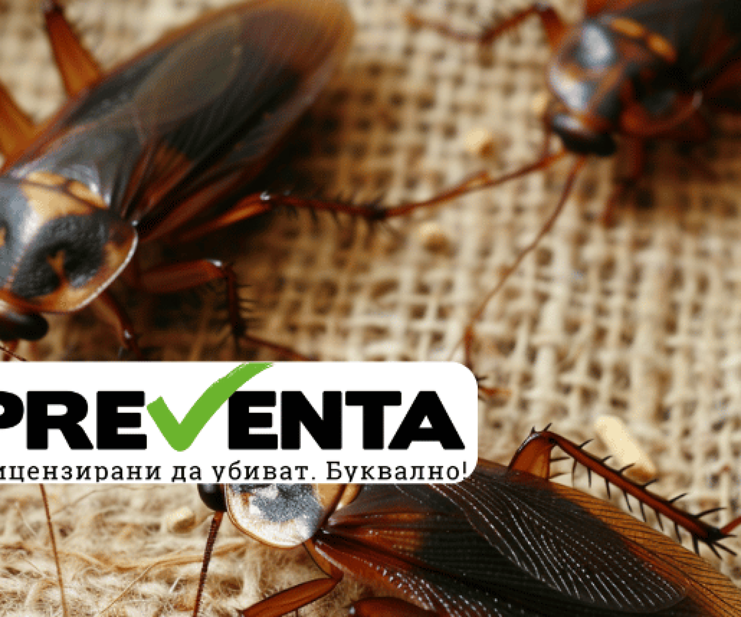 Какво трябва да знаете при избор на препарат против хлебарки?