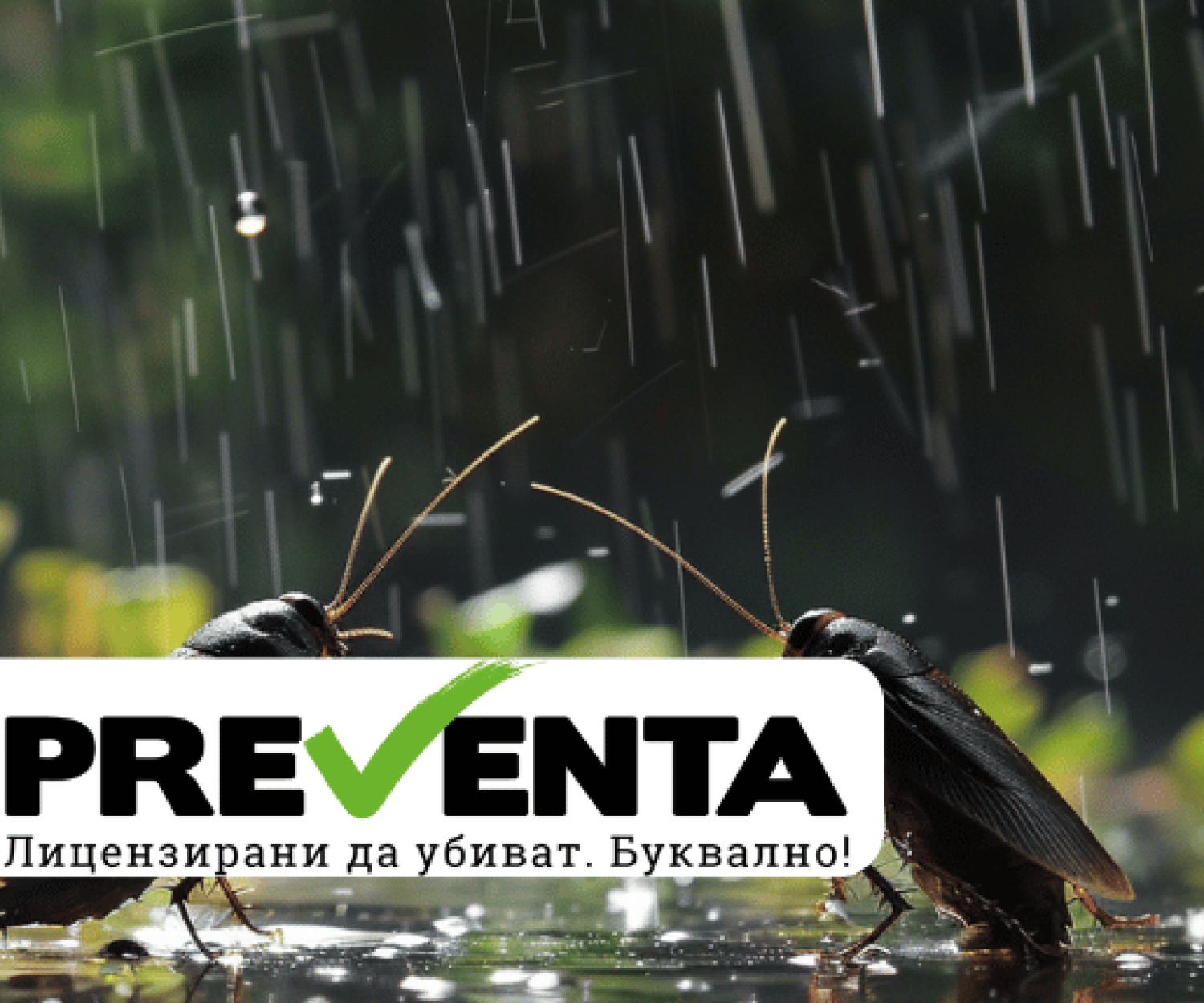 Защо се появяват хлебарки по време на дъжд?