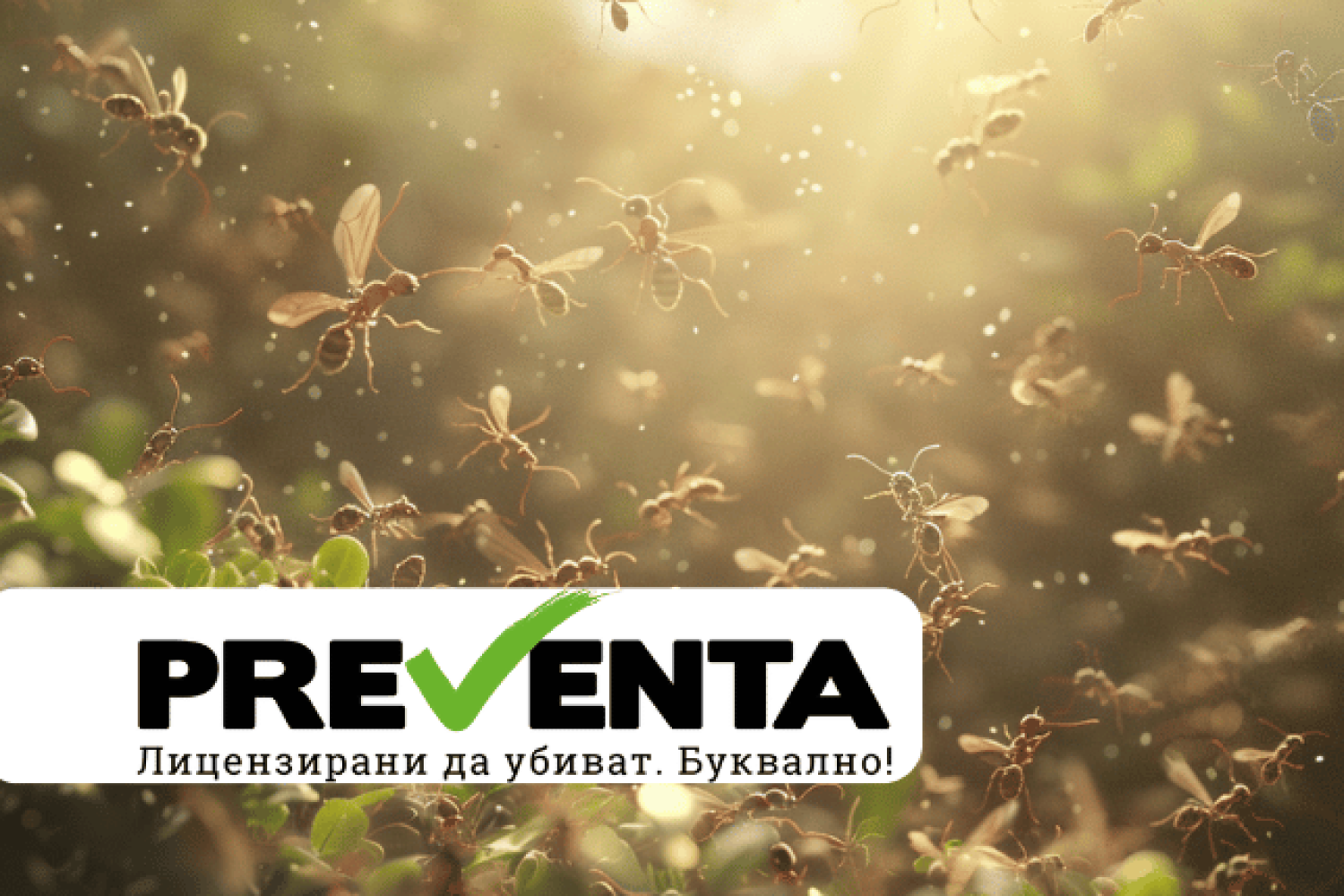 Как да се отървем от летящи мравки?