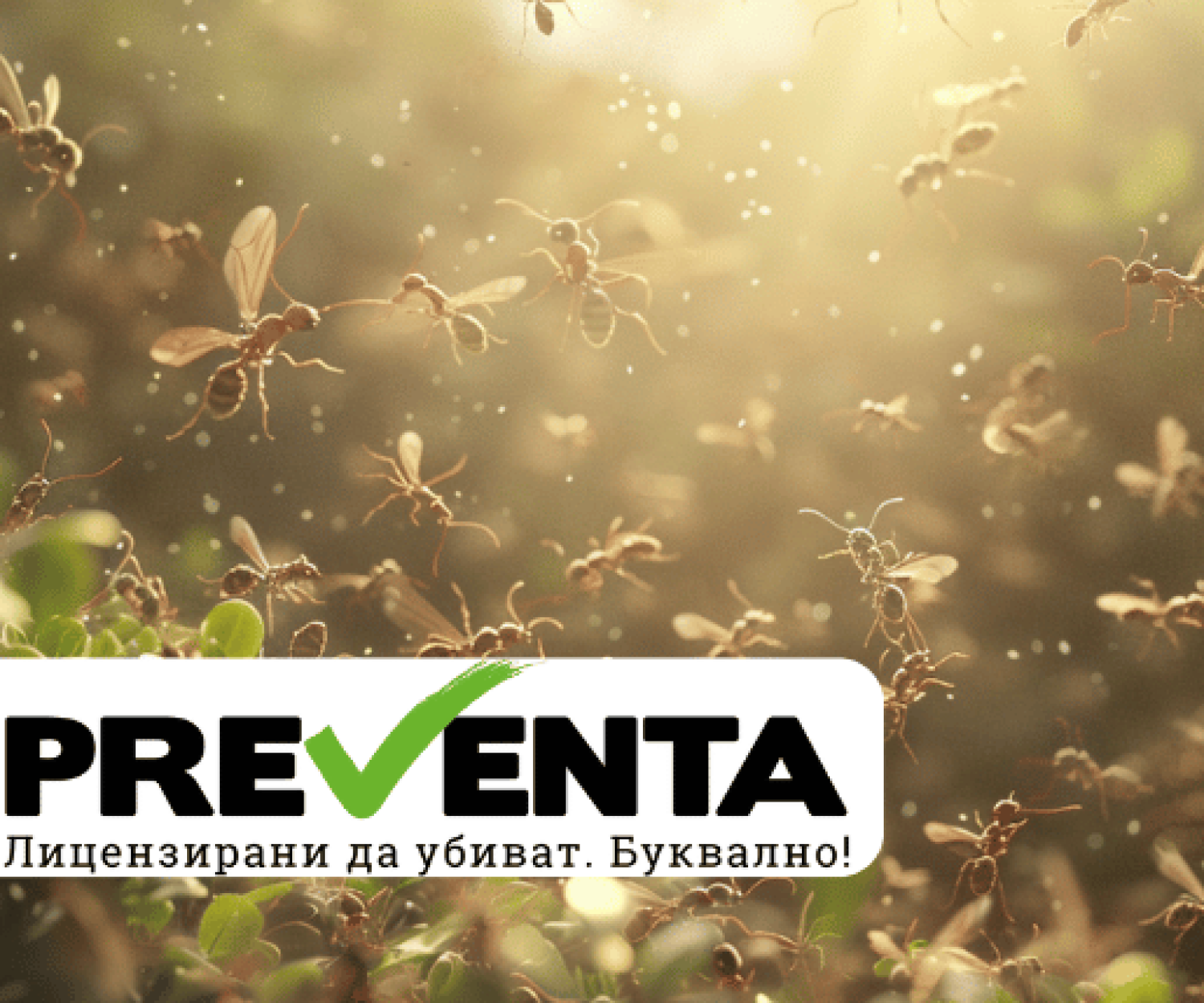 Как да се отървем от летящи мравки?