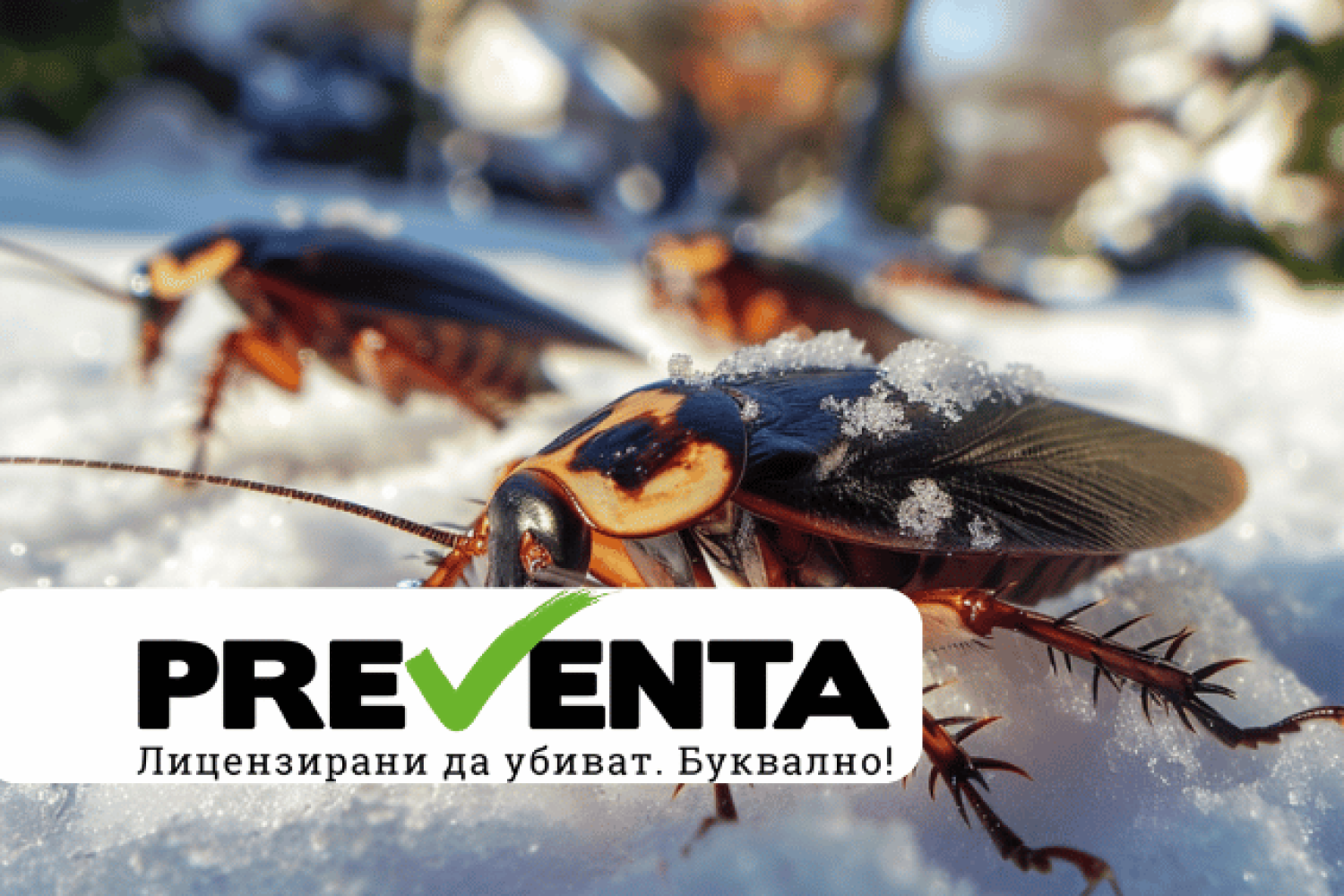 Обичат ли хлебарките студа?