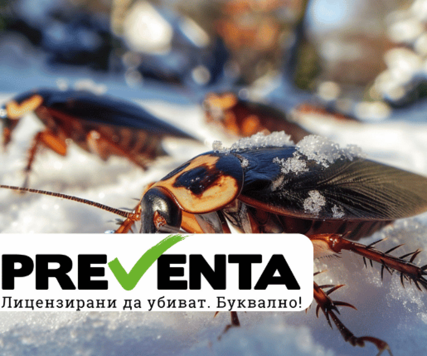 Обичат ли хлебарките студа?