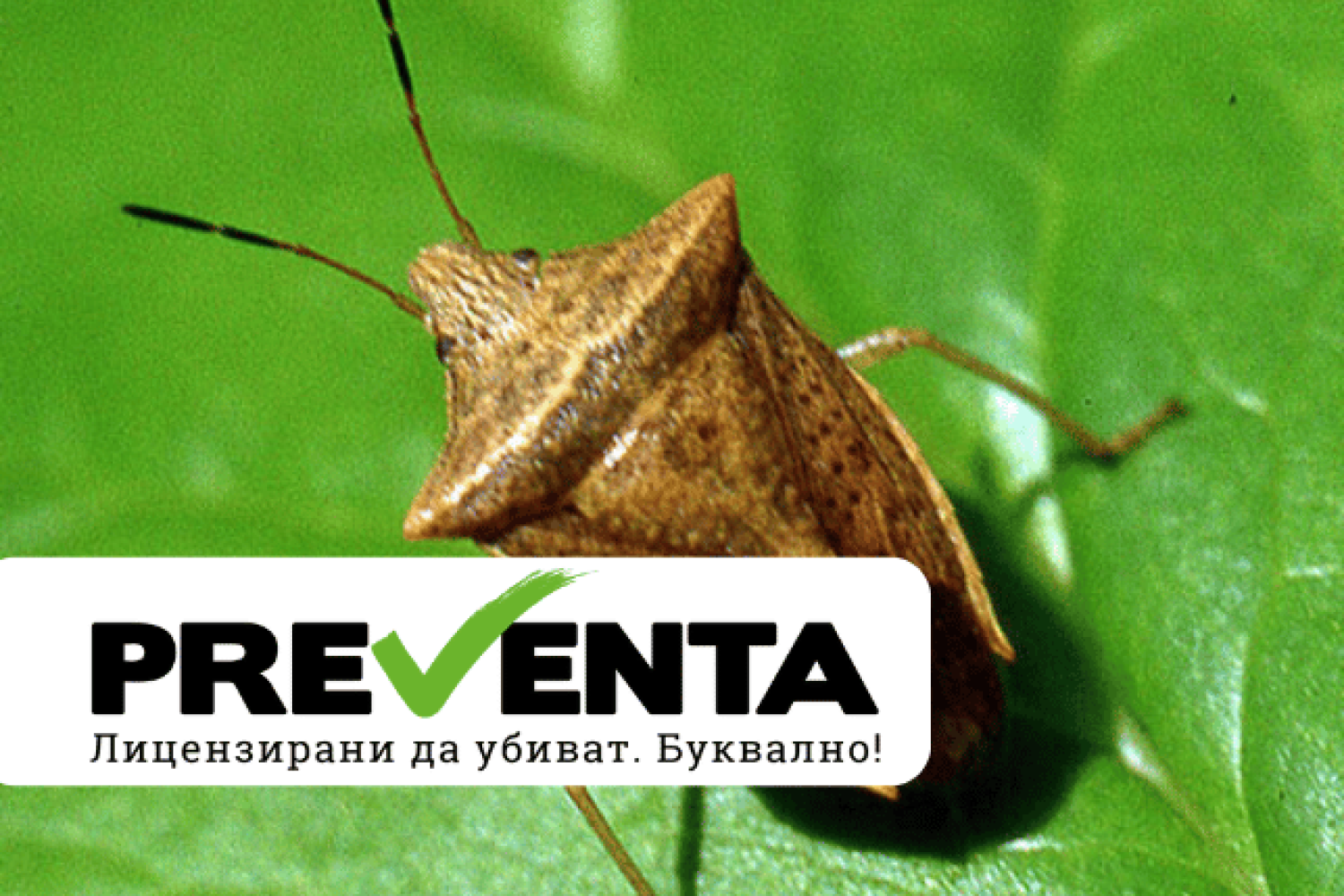 Как да се отървем от миризливките в 5 стъпки?