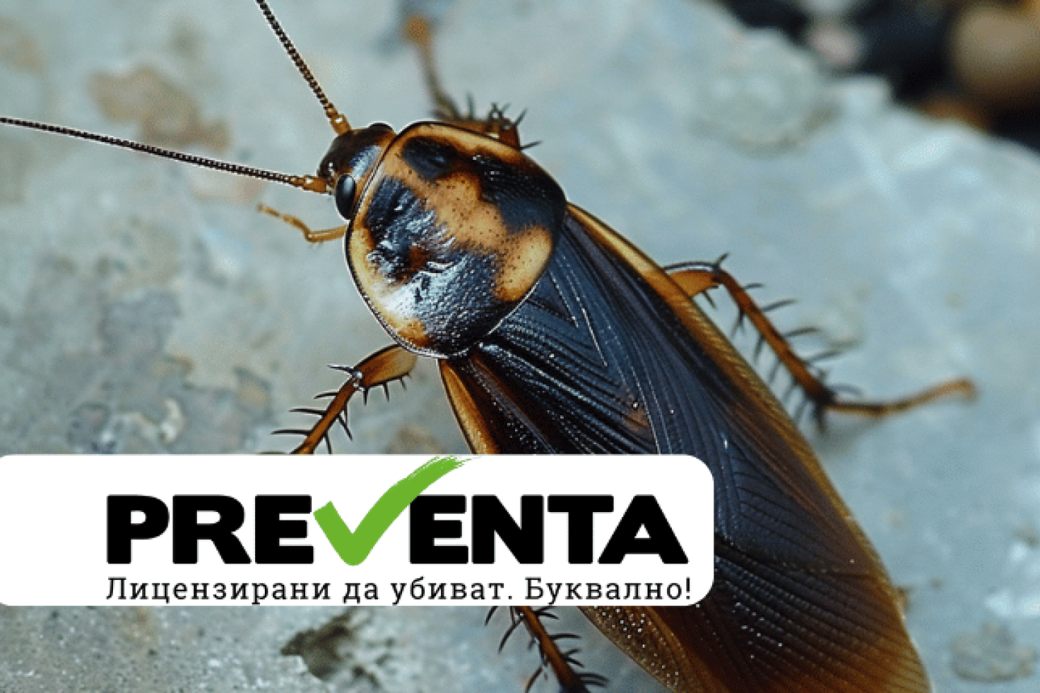 Какви рискове за здравето крият хлебарките, като алерген?