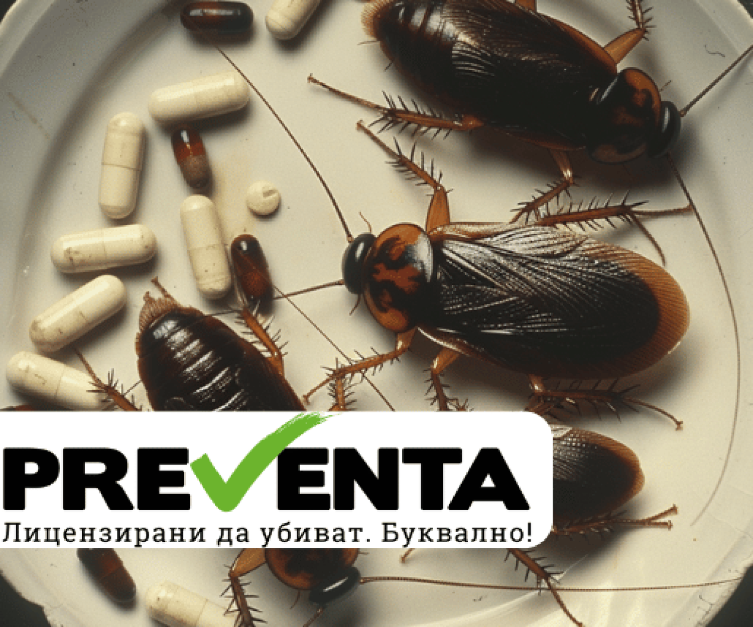 Суперсила на хлебарките: Споделяне на антибиотична резистентност