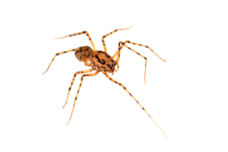 Паяците Scytodes thoracica