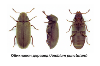 Ето как изглежда обикновеният дървояд Anobium punctatum