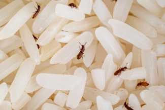 Вредители по хранителните продукти - това са различни видове дребни бръмбари и молци