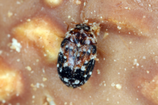 Trogoderma granarium - вид зърнов бръмбар