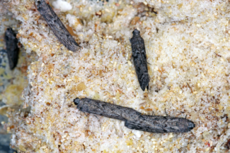 Брашнен молец (Ephestia kuehniella)