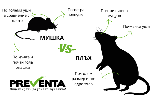 Мишка и плъх: основните разлики между тези два вида гризачи