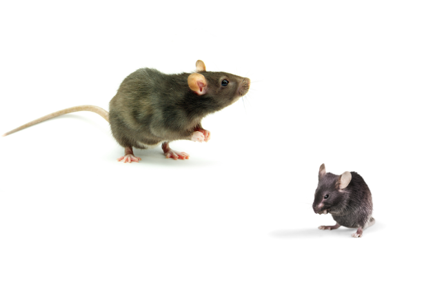 Мишки или плъхове имате у дома? Ето как да разберете: