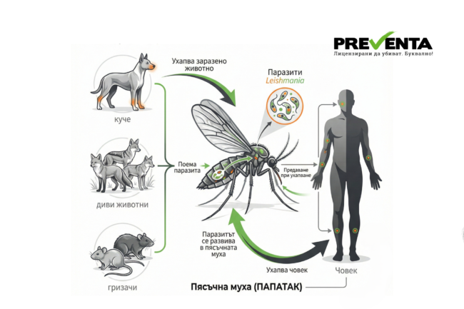 Механизъм на заразяване с лайшманиоза