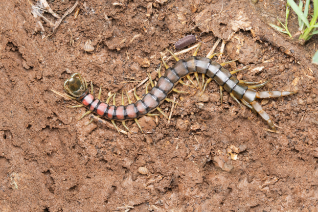 Сколопендра (Scolopendra cingulata)