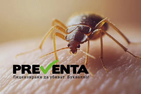 Как да се отървем от дървениците